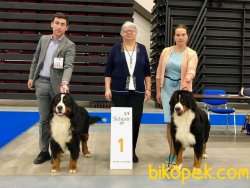 Satılık Bernese Mountain Dog Yavruları 1