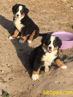 SATILIK BERNESE MOUNTAIN DOG YAVRULARI 4