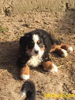SATILIK BERNESE MOUNTAIN DOG YAVRULARI 3