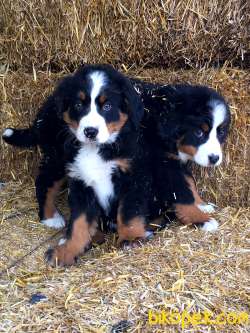 SATILIK BERNESE MOUNTAIN DOG YAVRULARI 5