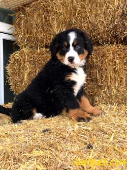 SATILIK BERNESE MOUNTAIN DOG YAVRULARI 1