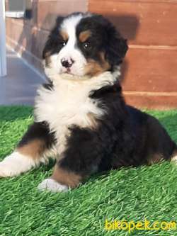 SATILIK BERNESE MOUNTAIN DOG YAVRULARI 3