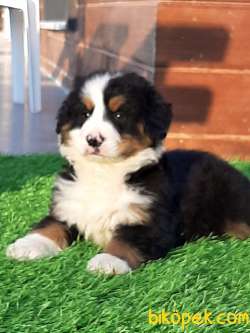SATILIK BERNESE MOUNTAIN DOG YAVRULARI 2