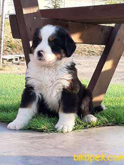 SATILIK BERNESE MOUNTAIN DOG YAVRULARI 4