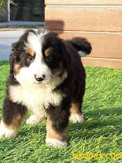 SATILIK BERNESE MOUNTAIN DOG YAVRULARI 4