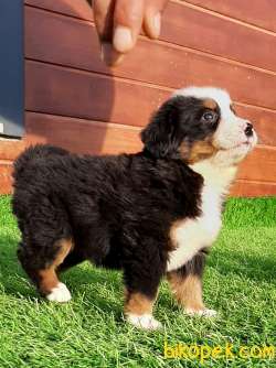 SATILIK BERNESE MOUNTAIN DOG YAVRULARI 2