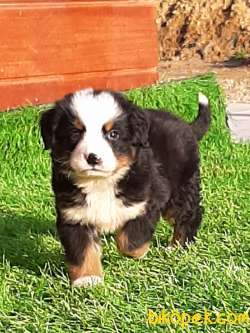 SATILIK BERNESE MOUNTAIN DOG YAVRULARI 4