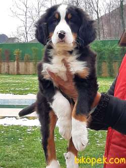 Satilik Bernese Mountain Dog Yavruları Istanbul 2