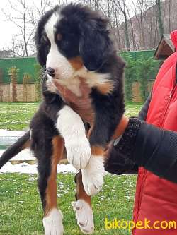 Satilik Bernese Mountain Dog Yavruları Istanbul 3