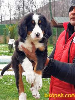 Satilik Bernese Mountain Dog Yavruları Istanbul 1