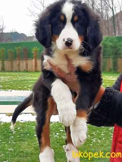 Satilik Bernese Mountain Dog Yavruları Istanbul 5