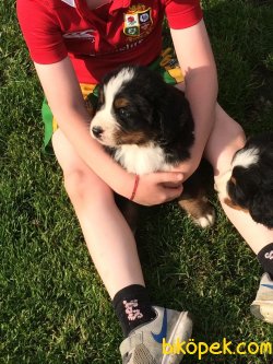 SATILIK BERNESE MOUNTAIN DOG YAVRULARIMIZ 3