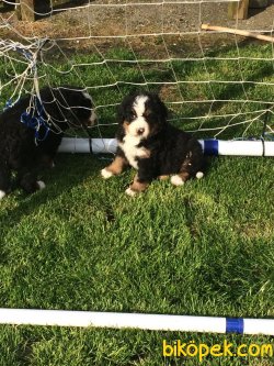 SATILIK BERNESE MOUNTAIN DOG YAVRULARIMIZ 1
