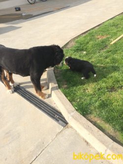 SATILIK BERNESE MOUNTAIN DOG YAVRULARIMIZ 2