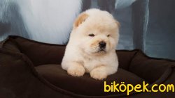 Satilik Beyaz Chow Chow Yavrularimiz 1