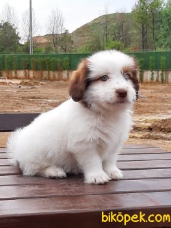 Satılık Bıchon Havanes Yavruları 3