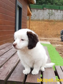 Satılık Bıchon Havanes Yavruları 2
