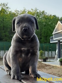 SATILIK BLUE CANE CORSA YAVRULARI 1