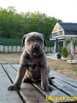Satılık BLUE CANE CORSA YAVRULARIMIZ 5