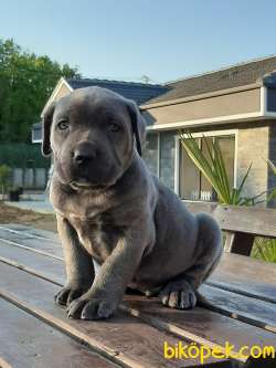 Satılık BLUE CANE CORSA YAVRULARIMIZ 3