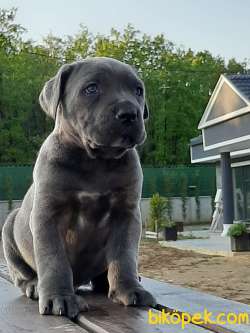 Satılık BLUE CANE CORSA YAVRULARIMIZ 1