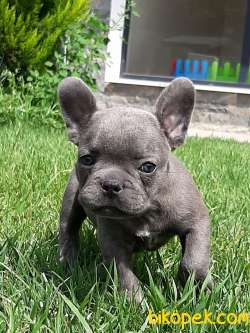 SATILIK BLUE Frenc Buldog  YAVRULARI 1