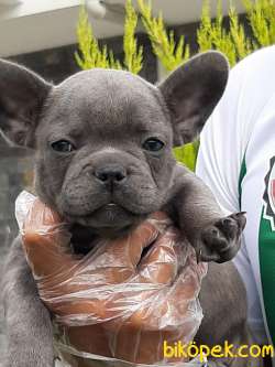 SATILIK BLUE Frenc Buldog  YAVRULARI 3