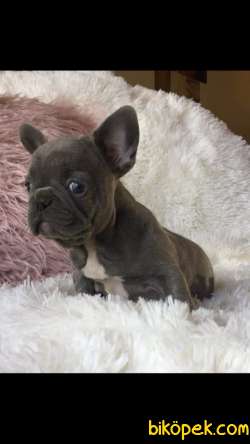 Satilik Blue French Bulldog Yavruları Istanbul 2