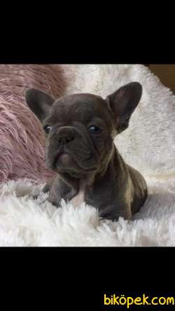 Satilik Blue French Bulldog Yavruları Istanbul 3