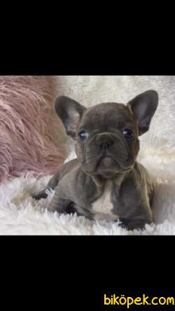 Satilik Blue French Bulldog Yavruları Istanbul 5