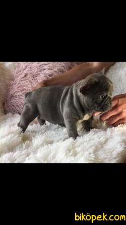 Satilik Blue French Bulldog Yavruları Istanbul 1