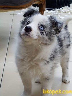 Satilik Blue Marley Border Collie Yavrulari 1