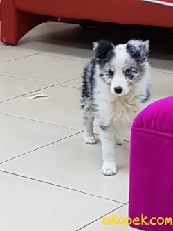 Satilik Blue Marley Border Collie Yavrulari 2