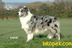 Satılık Blue Marley BORDER COLLİE YAVRULARI 1