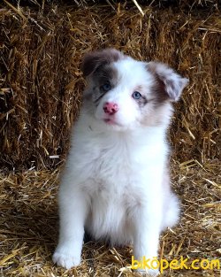 Satilik Blue Marley Border Collie Yavrulari 5