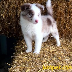 Satilik Blue Marley Border Collie Yavrulari 1