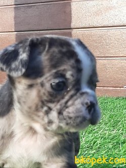 Satilik Blue Marley French Bulldog Yavruları 2