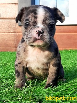 Satilik Blue Marley French Bulldog Yavruları 3