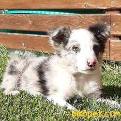SATILIK BORDER COLLİ YAVRULARI BLUE MERLE 1
