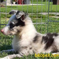SATILIK BORDER COLLİ YAVRULARI BLUE MERLE 2