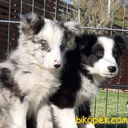 SATILIK BORDER COLLİ YAVRULARI BLUE MERLE 3