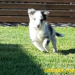 SATILIK BORDER COLLİ YAVRULARI BLUE MERLE 4
