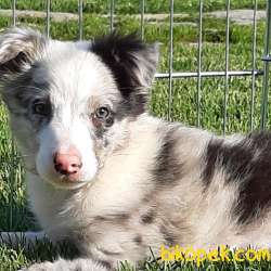 SATILIK BORDER COLLİ YAVRULARI BLUE MERLE 5