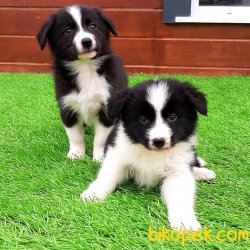 Satilik Border Collie Yavrular 3