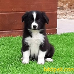 Satilik Border Collie Yavrular 4