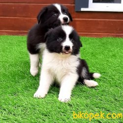 Satilik Border Collie Yavrular 1