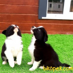 Satilik Border Collie Yavrular 2