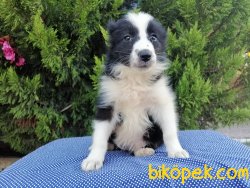 Satılık Border Collie Yavruları 4