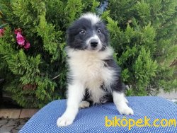 Satılık Border Collie Yavruları 5