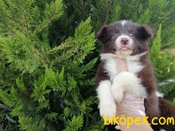 Satılık Border Collie Yavruları 2